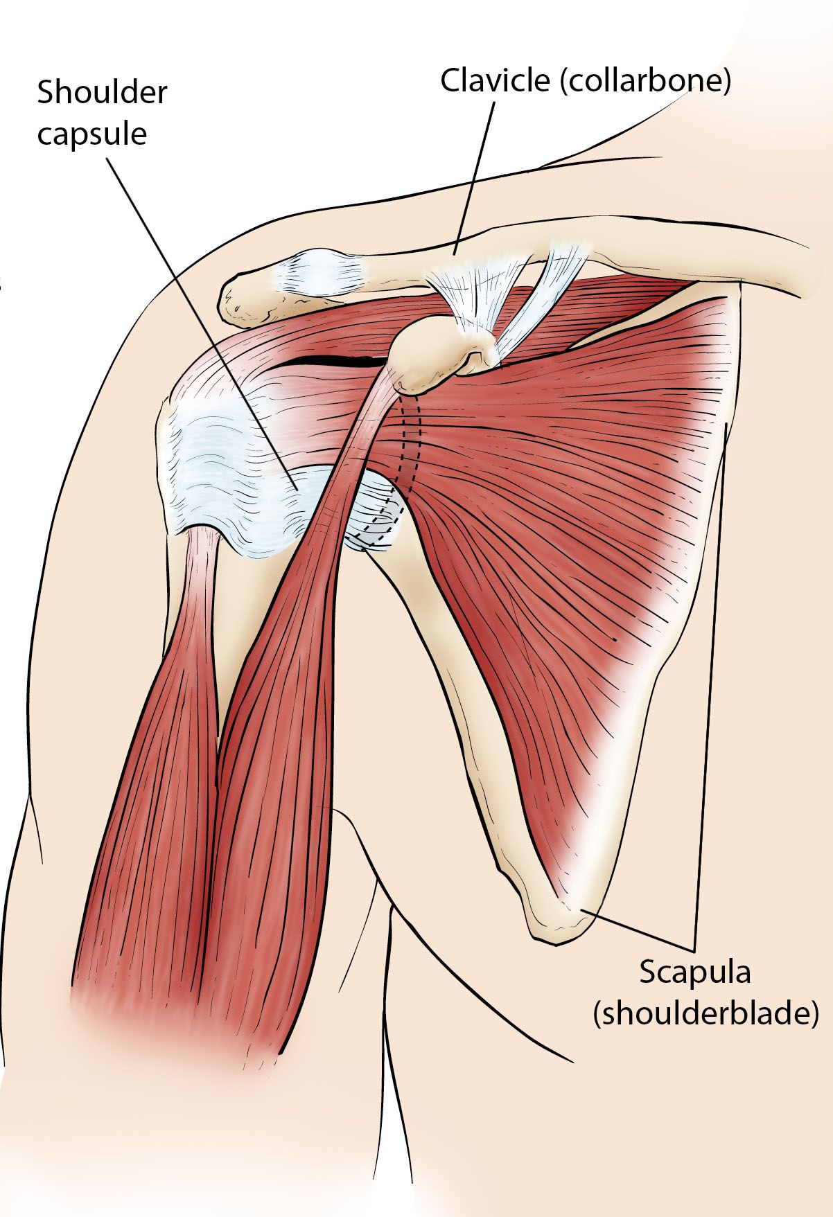 Posterior Shoulder Tendon Anatomy Anatomy Of The Rtc Tendons Right