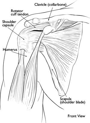 Frozen Shoulder Adhesive Capsulitis Orthoinfo Aaos