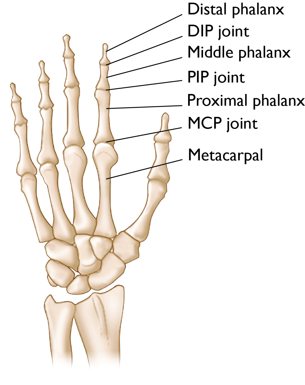 Illustration Showing the Bones and Joints of the Fingers
