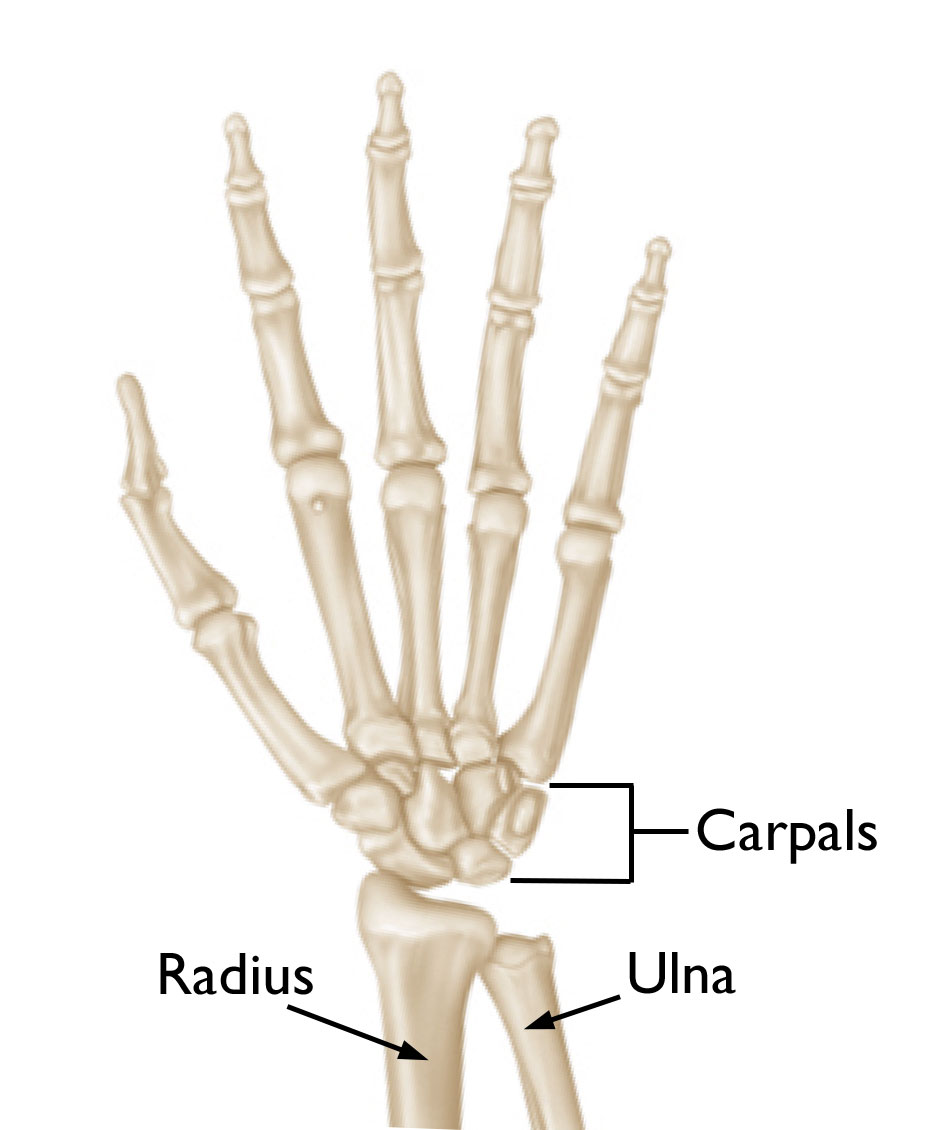 Illustration Showing the Bones of the Wrist