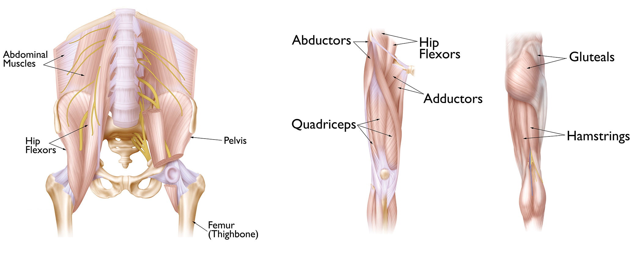 Soft Tissue of the Hip and Thigh