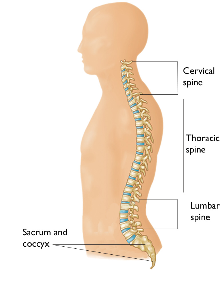 Illustration Showing Segments of the Spine