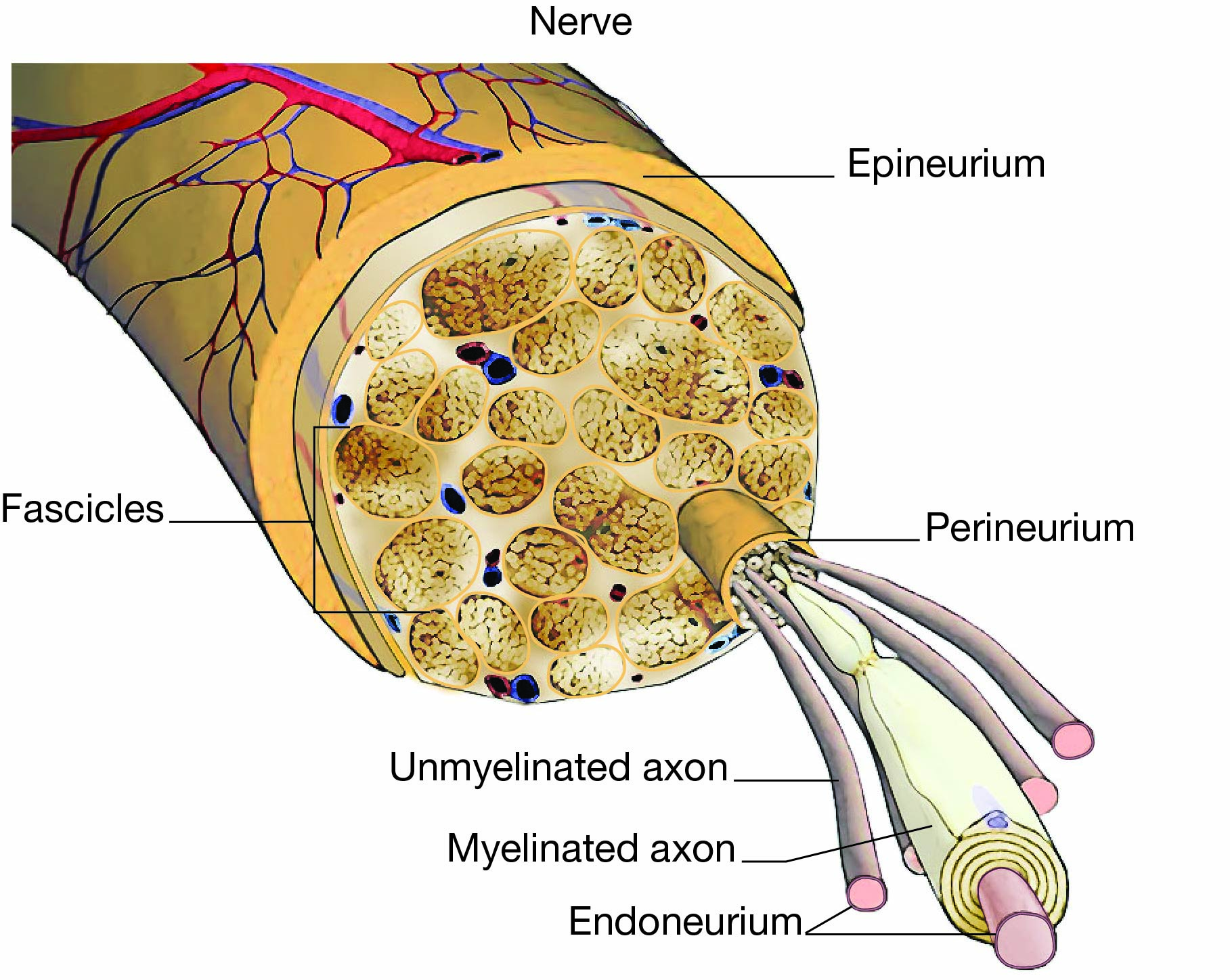 Nerve bundle