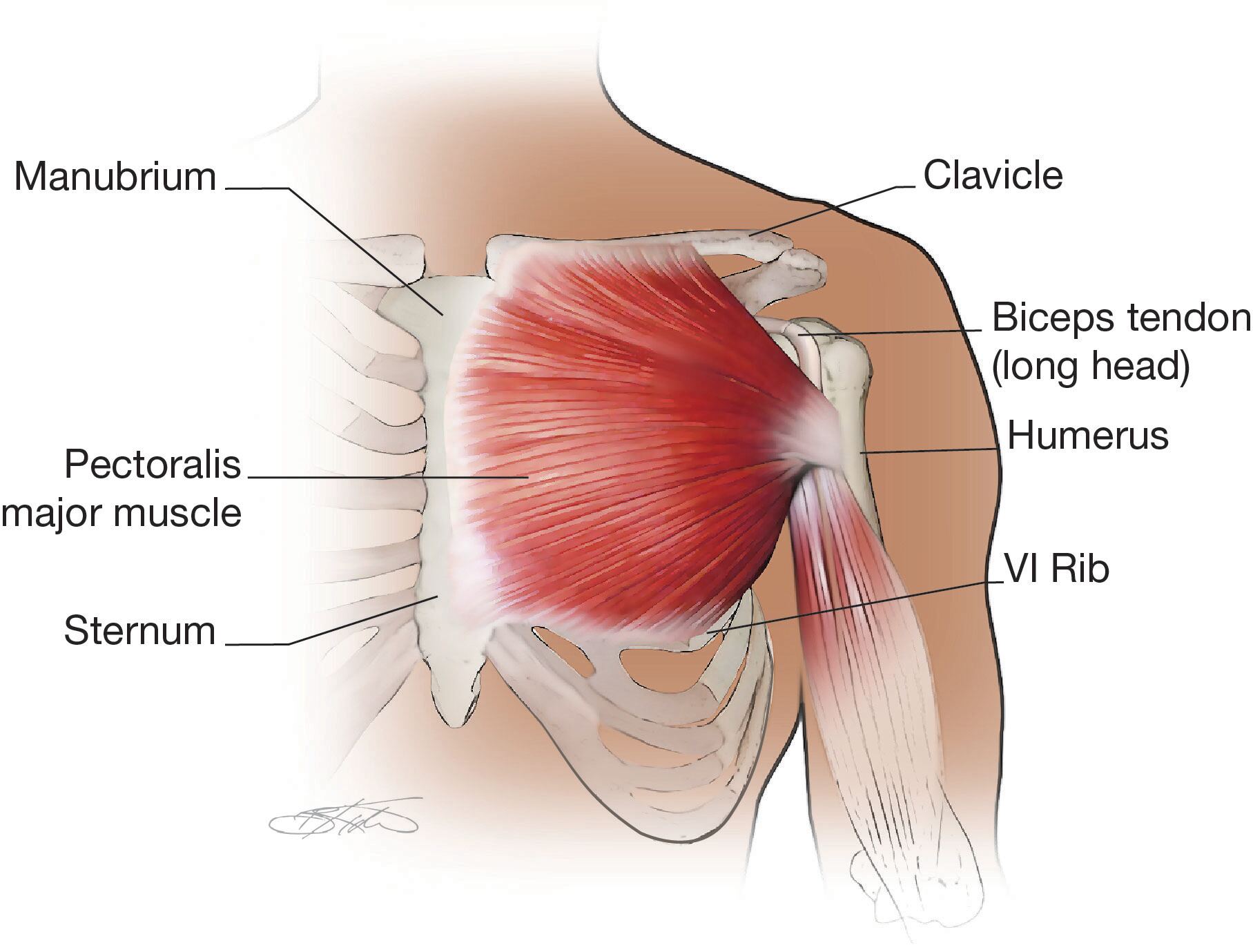 Anatomical Illustration Showing the Pectoralis Muscle and Tendon