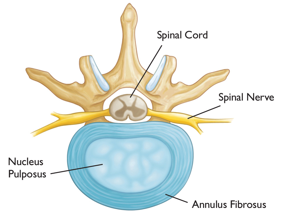 Intervertebral Disk Cross-Section