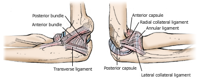 Elbow anatomy
