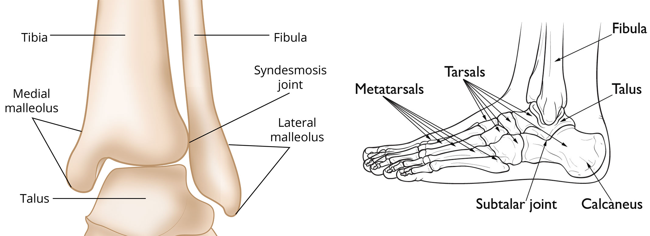 Foot and Ankle Bony Anatomy