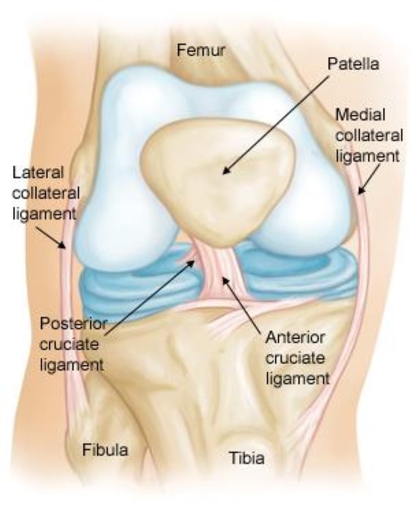 Collateral ligament injuries (Source: OrthoInfo)