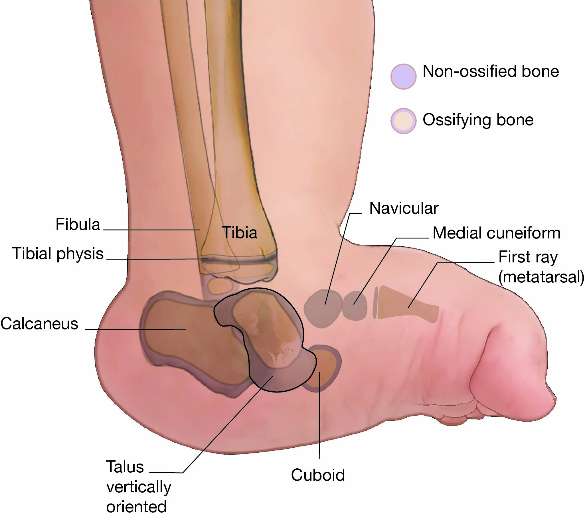 anatomy of hindfoot