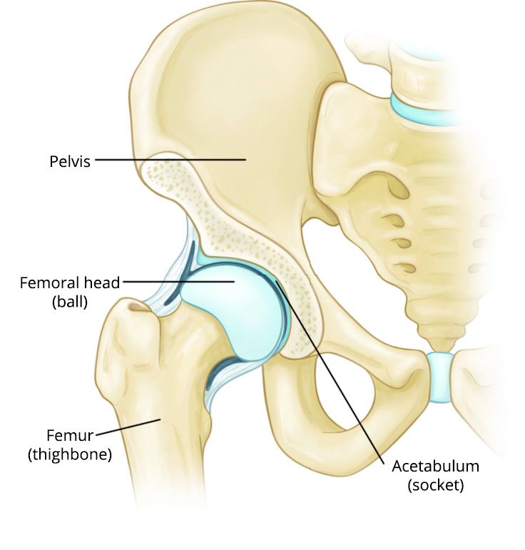 Normal hip anatomy showing ball-and-socket