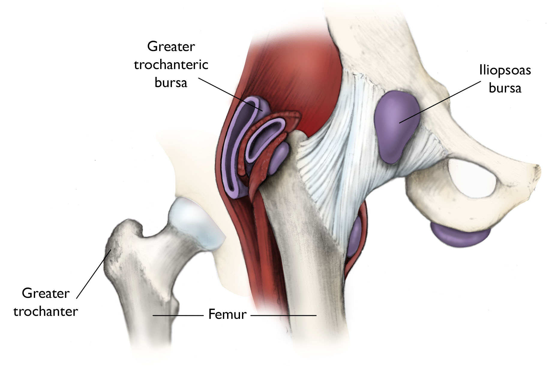 Illustration Showing Hip Bursae