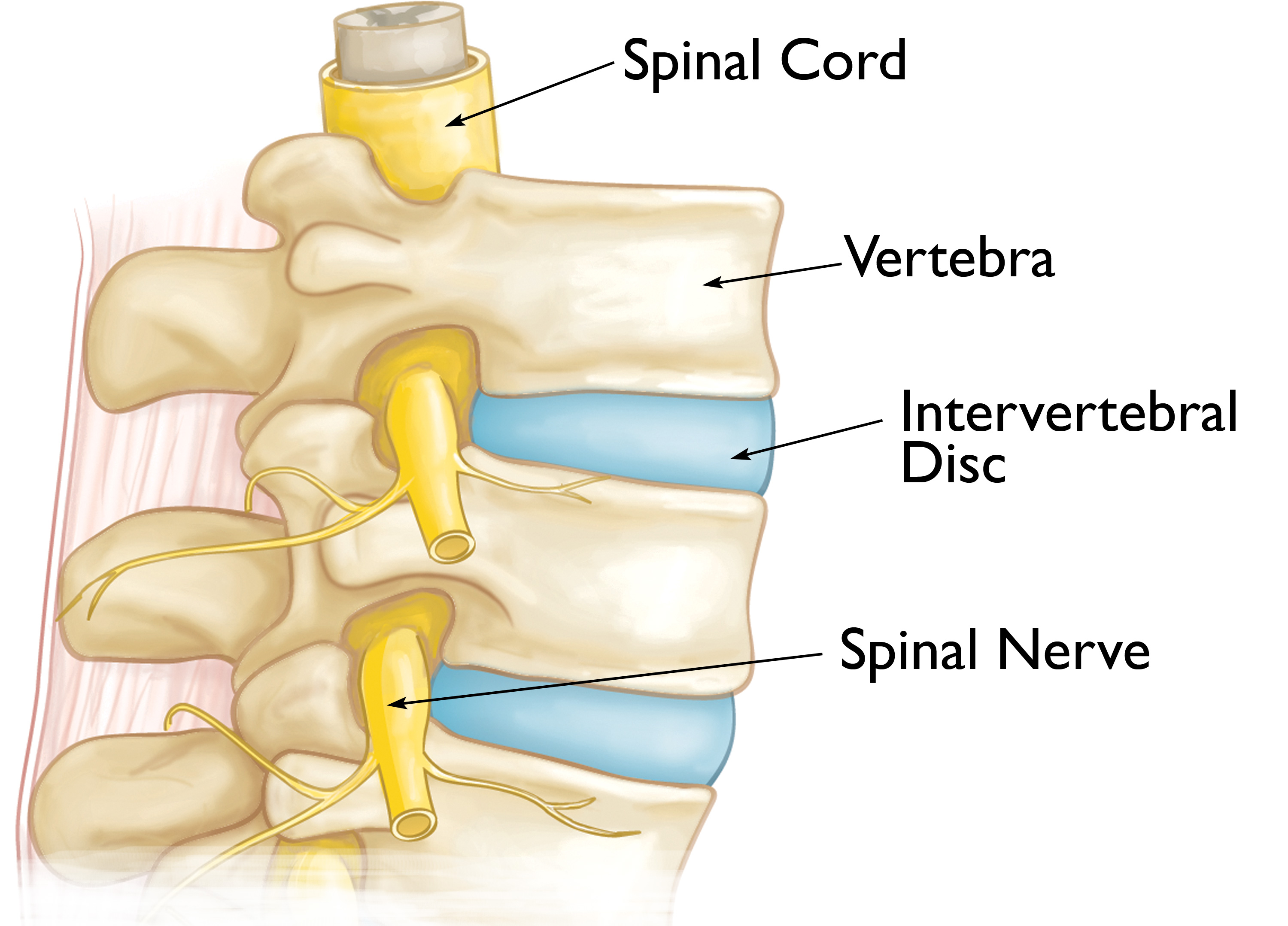 Illustration Showing Healthy Vertebrae, Intervertebral Disks, the Spinal Cord, and Spinal Nerves