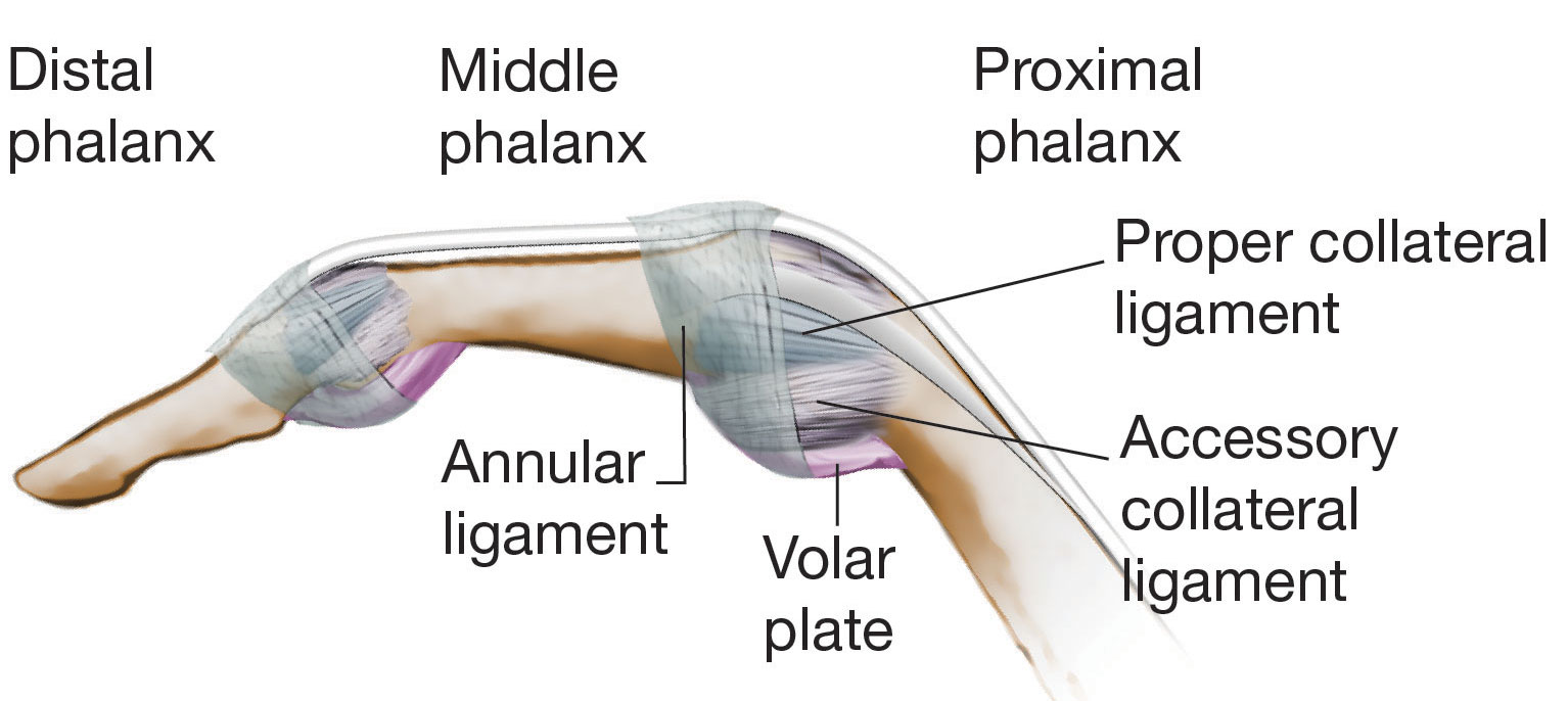 Finger Anatomy