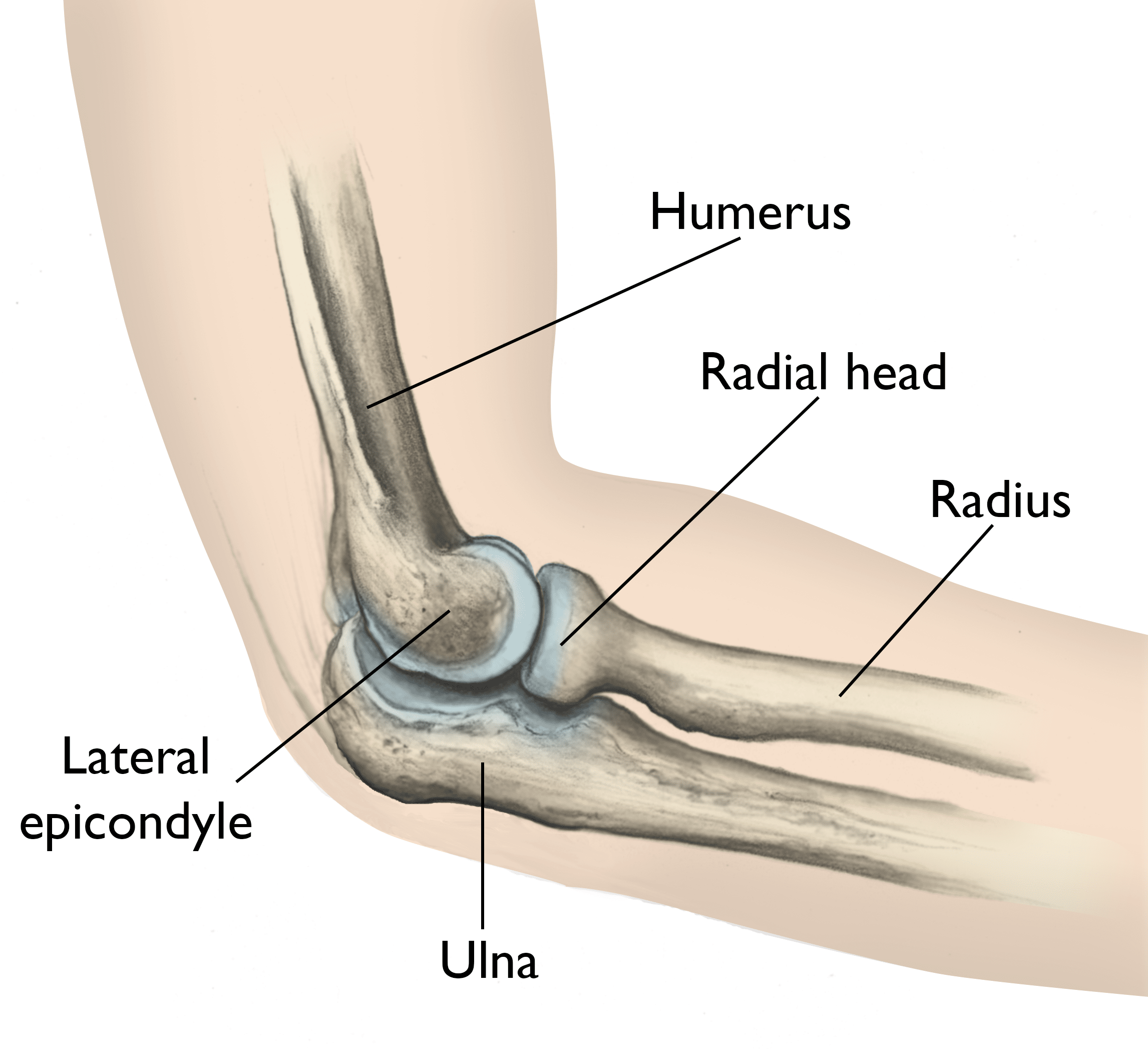 Elbow anatomy