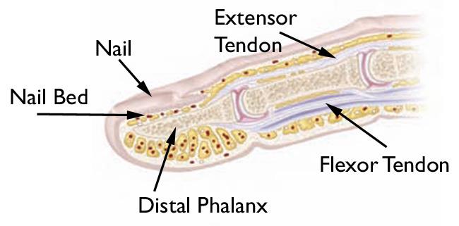 Fingertip Injuries And Amputations Orthoinfo Aaos