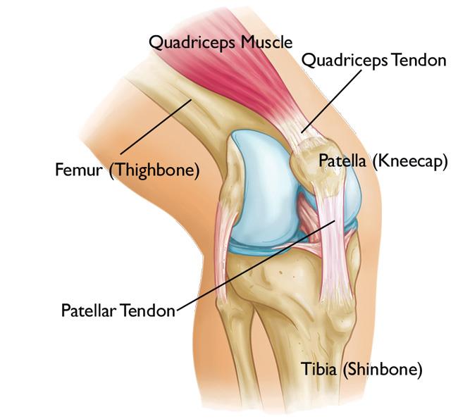 Normal knee anatomy