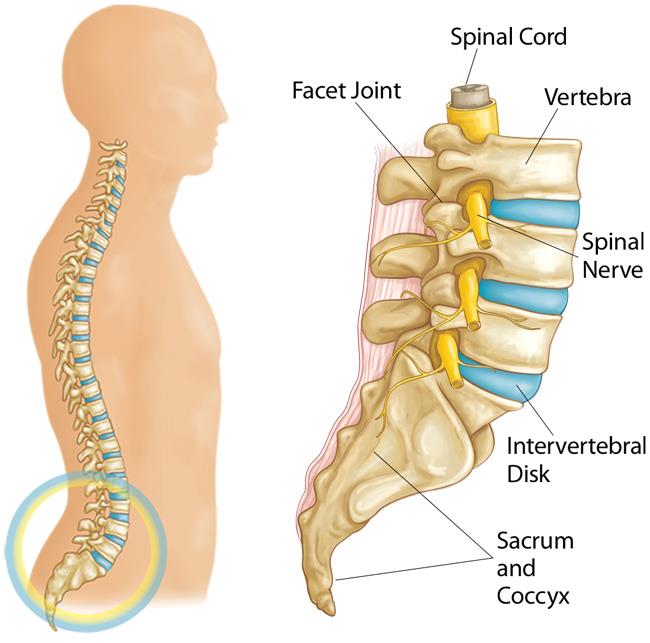 lumbar spinal nerves