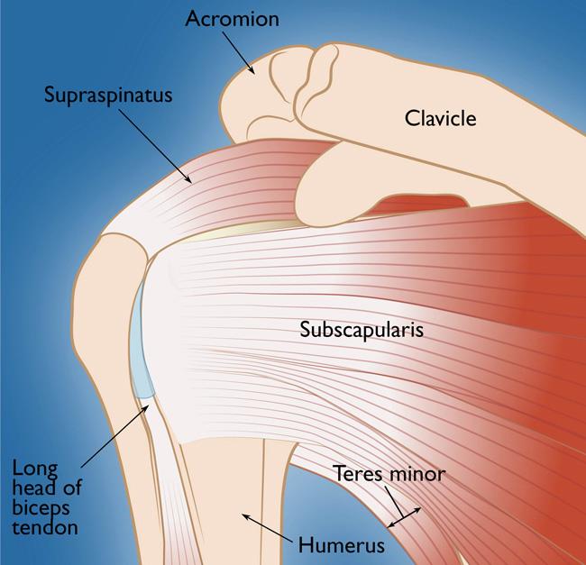 The rotator cuff tendons