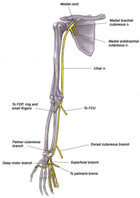 Path of ulnar nerve