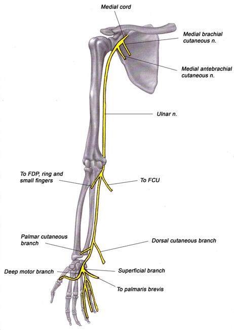 Ulnar Nerve Entrapment at the Elbow (Cubital Tunnel Syndrome) - OrthoInfo -  AAOS