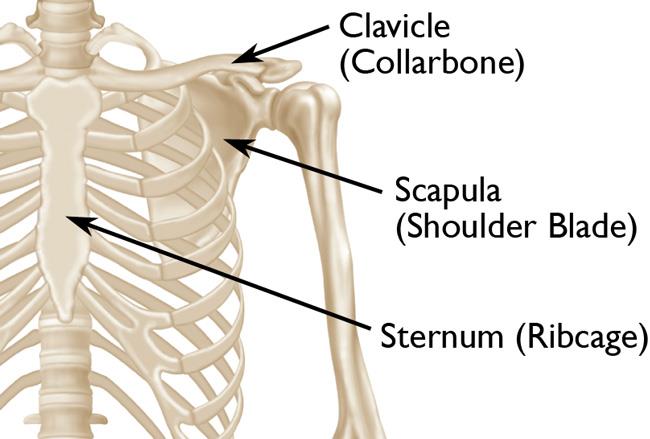 clavicle and scapula diagram