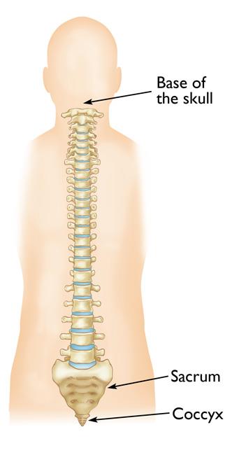 coccyx bone sticking out