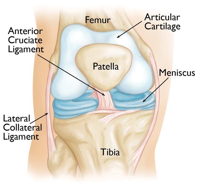 knee-arthroscopy-orthoinfo-aaos-2023