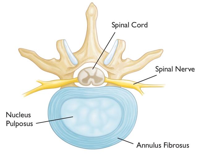 cervical anatomy cross section