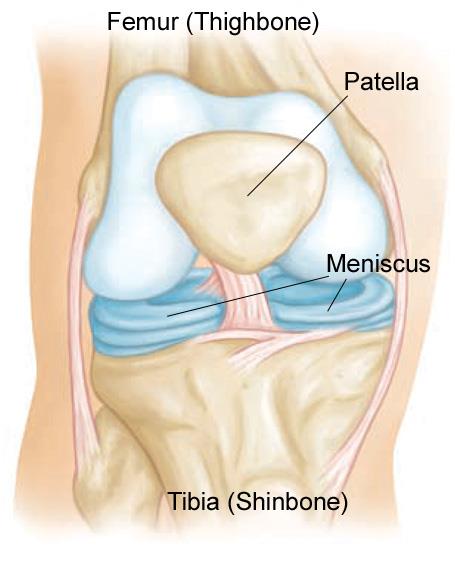 Normal knee anatomy 