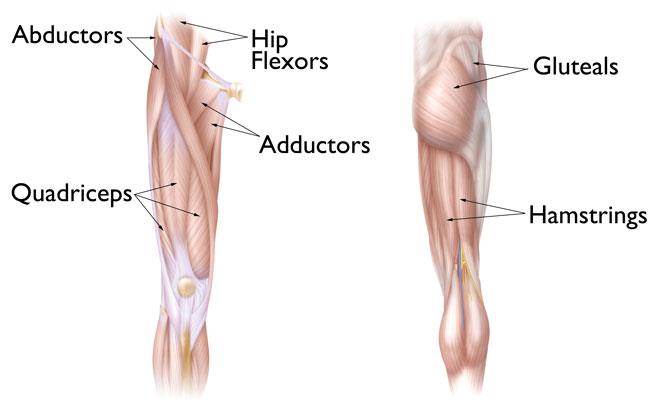 Lower abdominal muscles