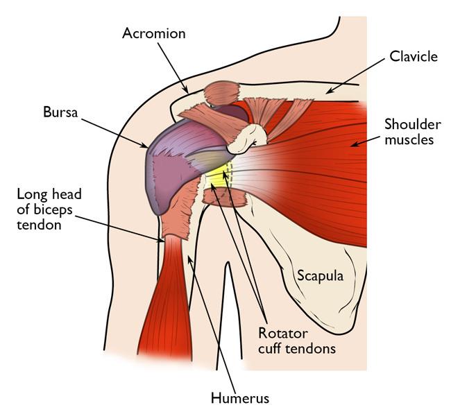 Normal shoulder anatomy, including the rotator cuff