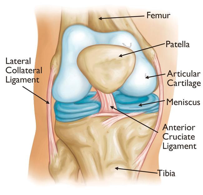 Normal knee anatomy