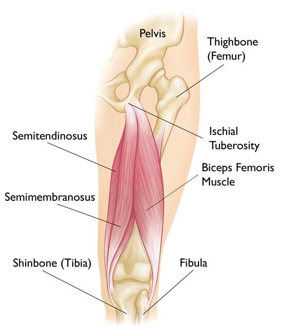 Image result for hamstring anatomy picture