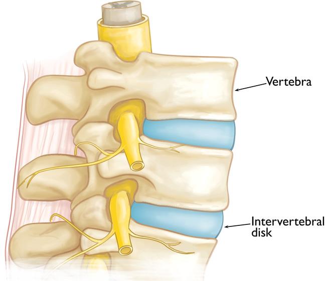 Why is Your Spine S-Shaped? The Importance of Spinal Curves