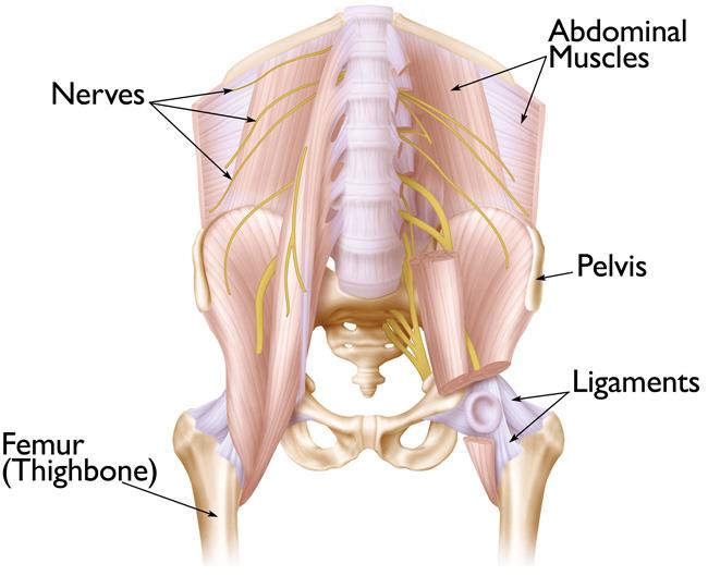 Hip Problems  Johns Hopkins Medicine