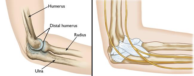 humerus radius ulna joint