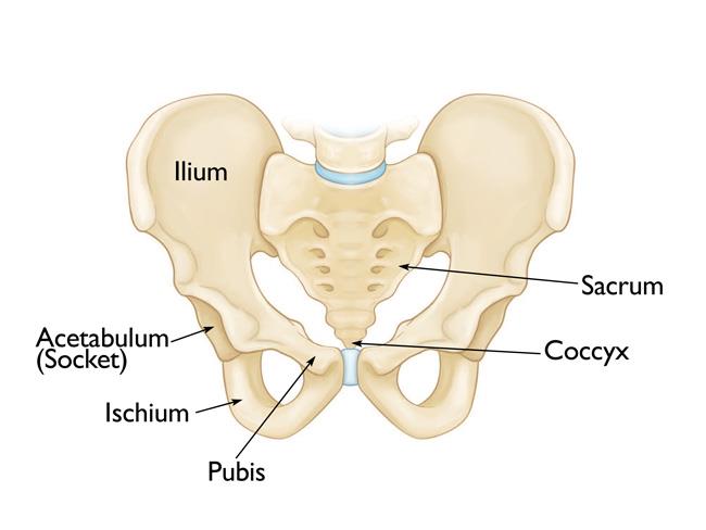 What are the different types of pelvic fracture?