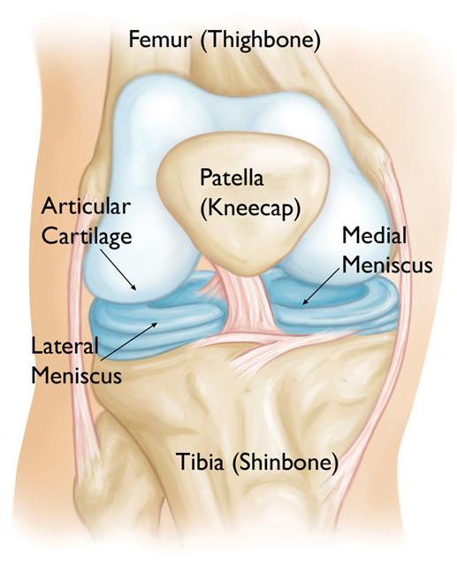Normal anatomy of the knee
