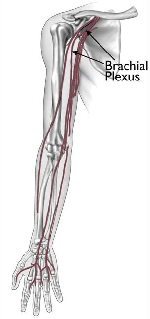 brachial plexus anatomy