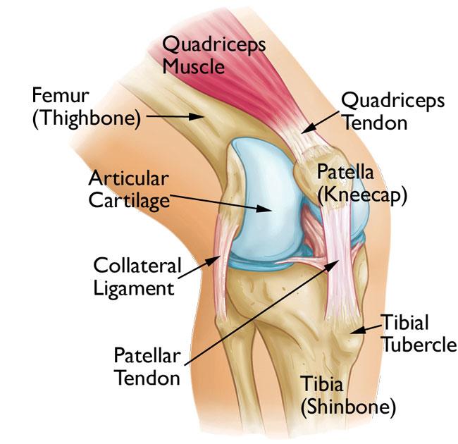 Normal knee anatomy 