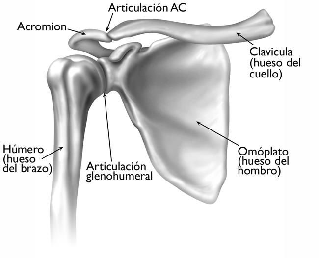 Artritis del hombro Arthritis of the Shoulder OrthoInfo AAOS