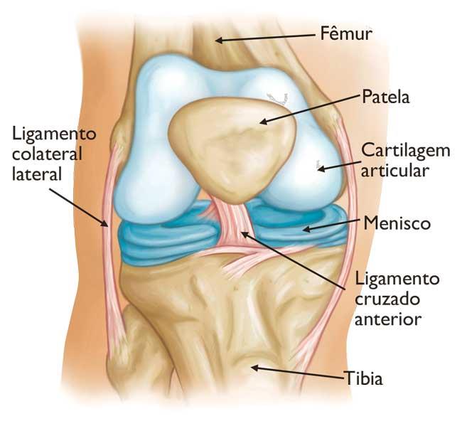 Anatomia de um joelho normal. 