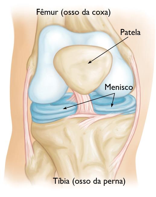 Anatomia de um joelho normal 