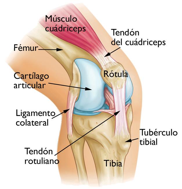 Dolor en la parte anterior de la rodilla - Traumatismos y envenenamientos -  Manual MSD versión para público general