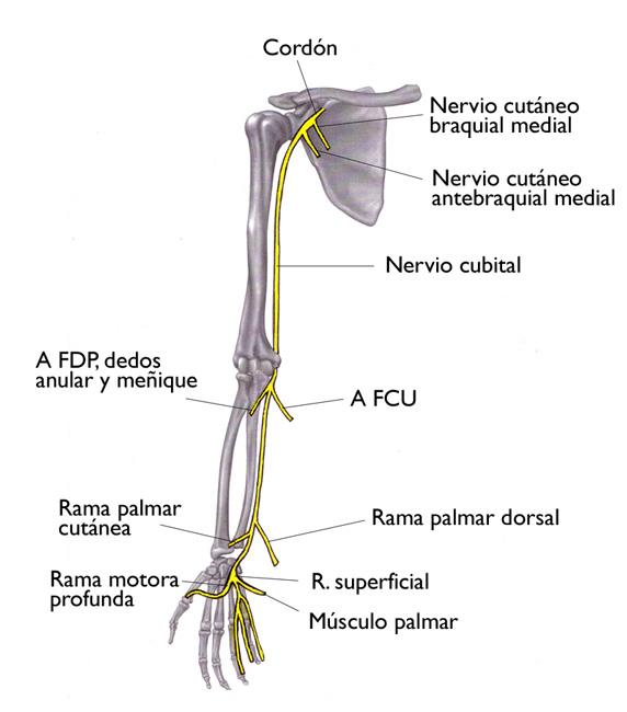 Esta ilustración de los huesos del hombro, brazo y mano muestra la ruta del nervio cubital. 