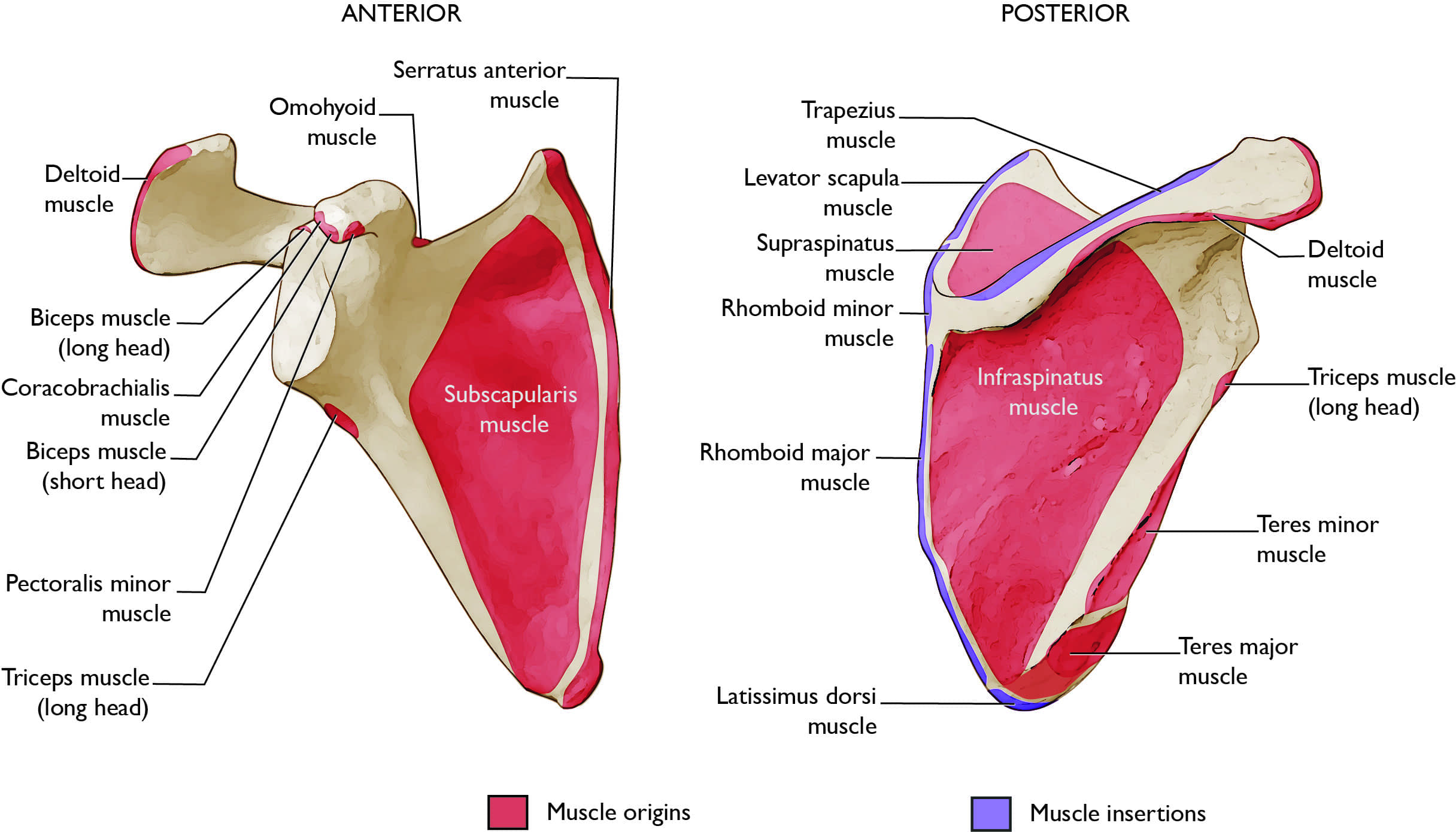 Illustration (front and back) showing the bones and muscles that make up the scapula