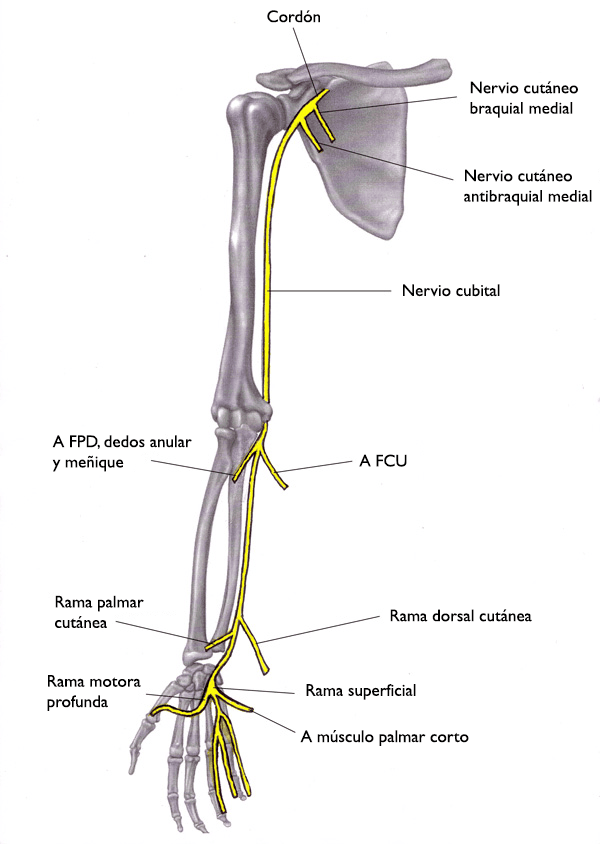 Esta ilustración de los huesos del hombro, brazo y mano muestra la ruta del nervio cubital. 