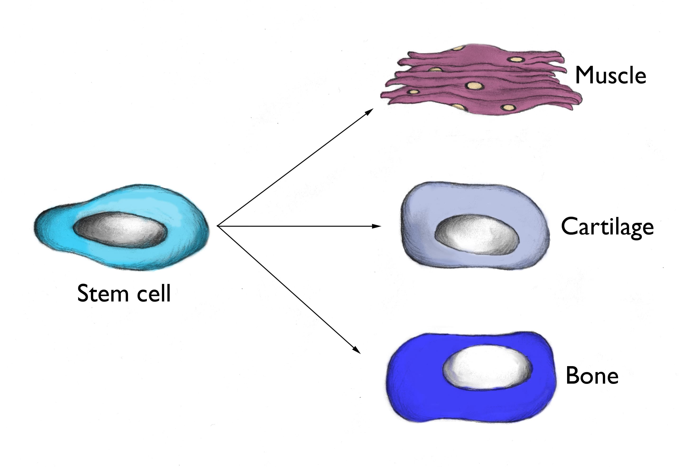 Stem cell differentiation