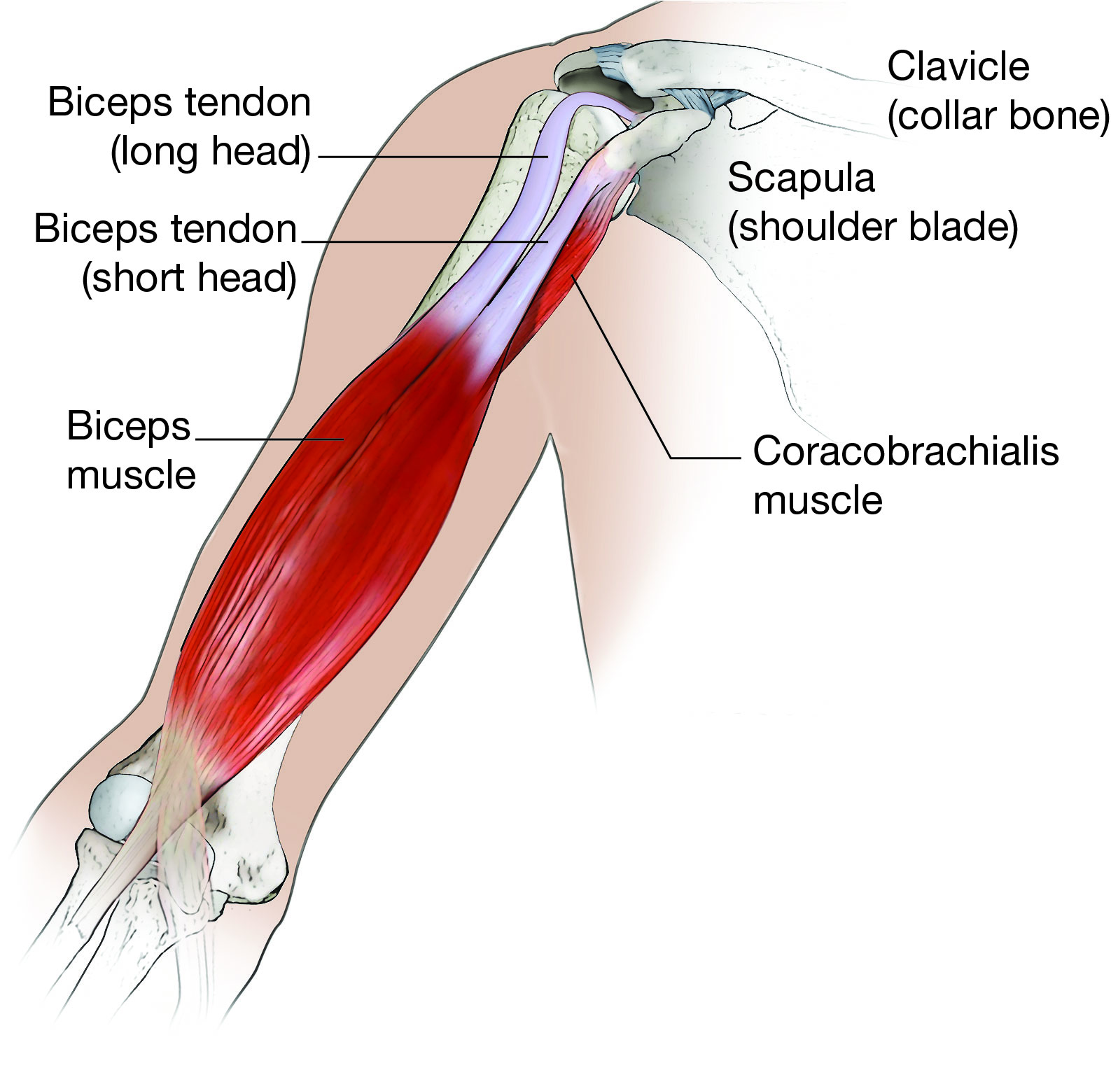 Biceps tendon