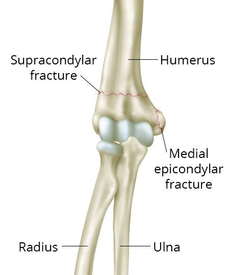 distal humerus anatomy